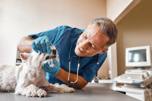 Best Emergency Gum Treatment in Glenside, PA